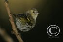 Female Siskin.